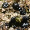 Lecidea hypnorum